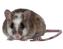 pest control hertfordshire