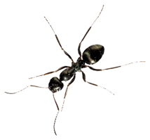 pest control essex